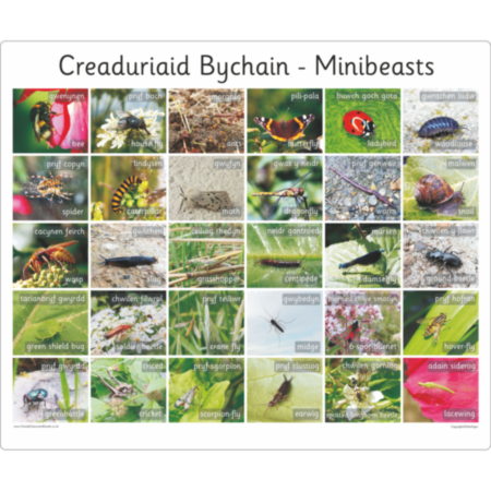 30 Bilingual Welsh British Minibeasts -