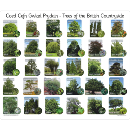 30 Bilingual Welsh British Trees - Photo
