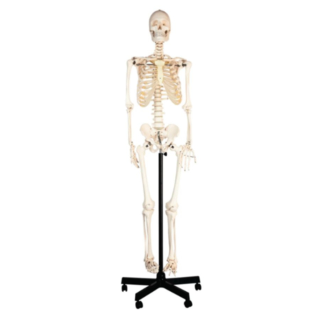 School Human Skeleton With Stand- 150cm
