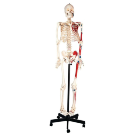 School Human Muscular Skeleton With Stand- 1.5m