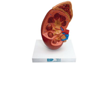 Kidney And Adrenal Section