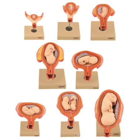 Science Classrooms Period Of Gestation Model