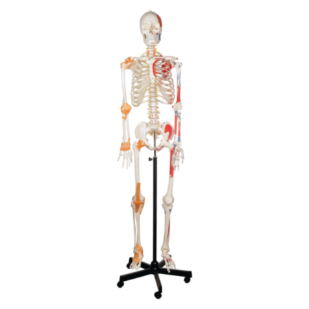 Human Skeleton With Ligaments Science Classroom Model
