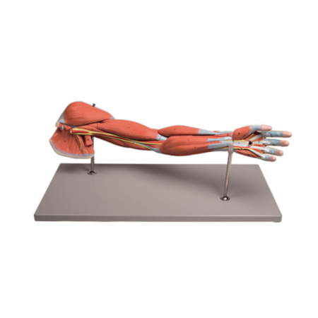 Anatomical Arm Muscles Classroom Model