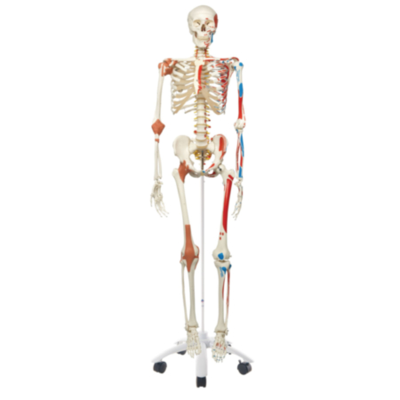 Sam Skeleton Model