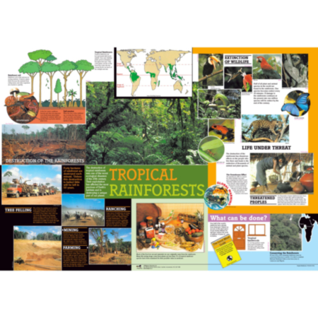 Tropical Rainforest Poster