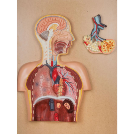 Respiratory System Classroom Model