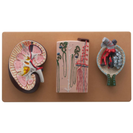 Kidney Section Classroom Model with Nephrons Blood Vessles and Kidney