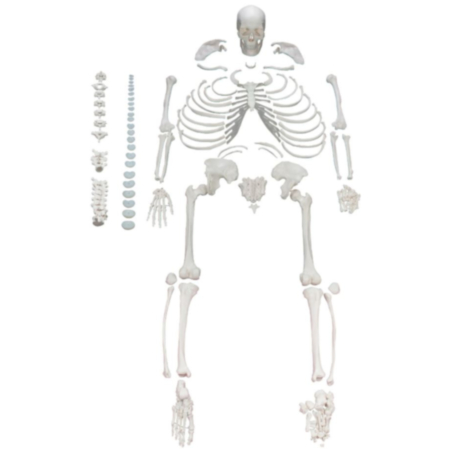 Disarticulated Life Size Human Skeleton Classroom Model