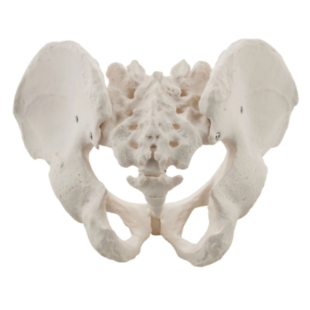 Life Size Male Pelvis Classroom Model