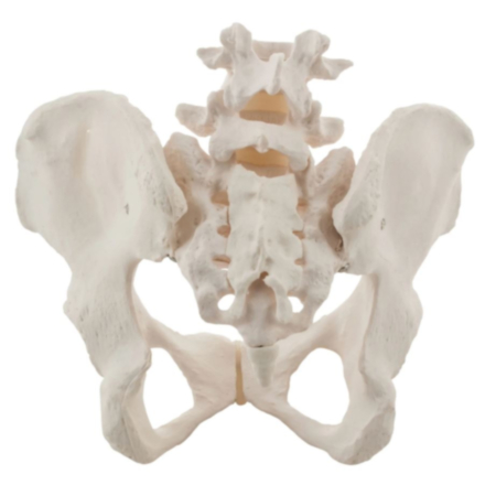 Life Size Female Pelvis Classroom Model