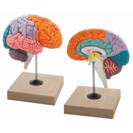 Lobes of Brain Science Classroom Model