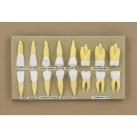 Human Teeth Display Classroom Model 