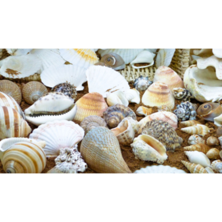 Early Years Sensory Shell Selection with Natural Treasure Basket 