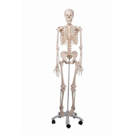 Science Classrooms Full Size Plastic Skeleton with Stand